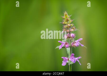 Nahaufnahme eines Marschwundes, Stachys palustris, Marschhechtling, blüht im Sommer Stockfoto