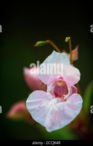 Impatiens glandulifera mit den gebräuchlichen Namen Polizist Helm, bobby Tops, Kupfer Tops, und gnome's Hutstand Blume im Sommer Stockfoto