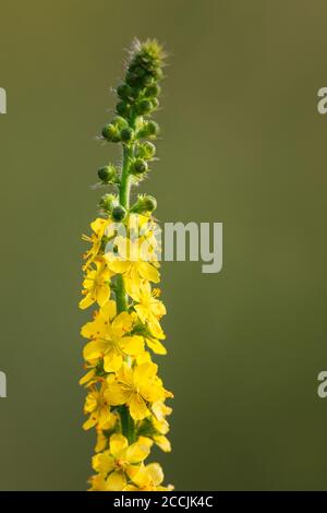 Gemeinsame Agrimonie, Kirchtürme oder sticklewort, Agrimonia eupatoria Blume in Blüte im Sommer Stockfoto