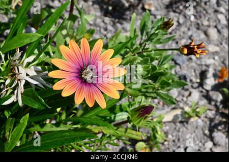 Osteospermum Blume (Südafrikanische Gänseblümchen). Stockfoto