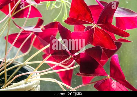 Purple Shamrock Oxalis triangularis Stockfoto