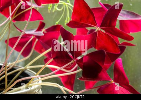 Oxalis triangularis rote Blätter Zimmerpflanze Stockfoto