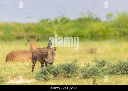 Ein Warzenschwein (Phacochoerus africanus) beim Blick auf die Kamera, Murchison Falls National Park, Uganda. Stockfoto