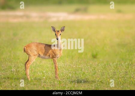 Weibliche Oribi (Ourebia ourebi), Murchison Falls National Park, Uganda. Stockfoto