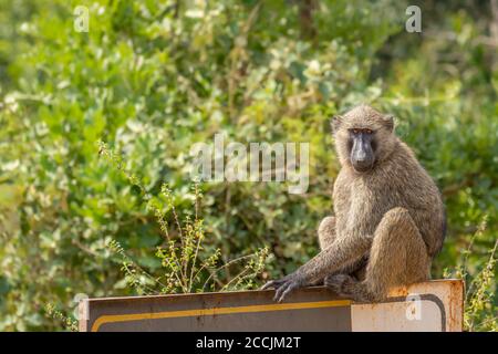 Pavian (Papio ursinus) sitzt auf einem Straßenschild, Murchison Falls National Park, Uganda. Stockfoto