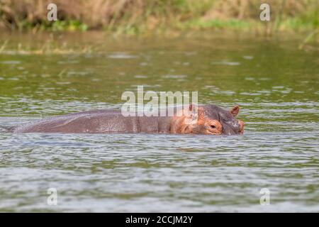 Ein teilweise untergetaucht Hippopotamus (Hippopotamus amphibius), oder Nilpferd, Murchison Falls National Park, Uganda. Stockfoto