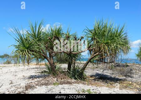 Pandanus (Pandanus spiralis) wächst am Strand auf der Cobourg Peninsula, Arnhem Land, Northern Territory, NT, Australien Stockfoto