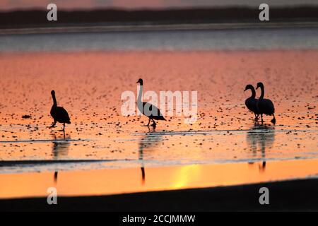 MUTE SWAN (Cygnus olor) Gruppe auf Wattenmeer in Silhouette bei Sonnenaufgang, Lindisfarne National Nature Reserve, Großbritannien Stockfoto