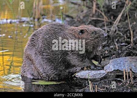 EUROPÄISCHE BIBER, die aus dem Wasser klettern, Schottland, Großbritannien Stockfoto