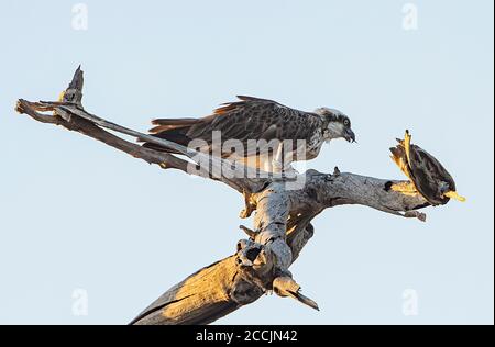 Eastern Osprey (Pandion cristatus) Fütterung in einem Baum, Cobourg Peninsula, Arnhem Land, Northern Territory, NT, Australien Stockfoto