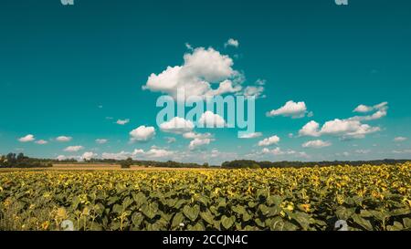 Landwirtschaftliche Sonnenblumen Feld mit Wolken in den Himmel Stockfoto