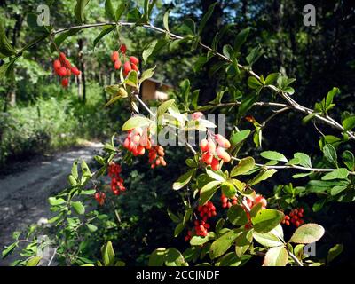 Österreich, Strauch mit frischen Beeren von Berberis vulgaris aka gemeinsame Berberbeere, die Beeren sind essbar, aber meist sauer und zum Kochen, Essen und ma verwendet Stockfoto