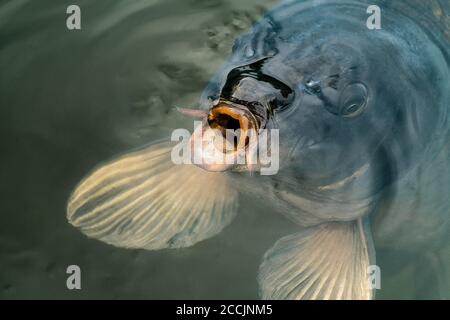 Detaillierte Nahaufnahme eines Karpfens mit offenem Mund, der Wasser schluckt Stockfoto