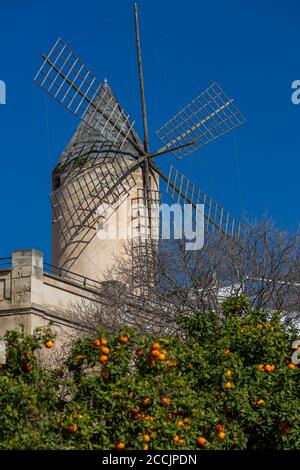 Historische Windmühle von Es Jonquet in der Altstadt von Palma de Mallorca, Palma de Mallorca, Mallorca, Balearen, Spanien, Europa Stockfoto