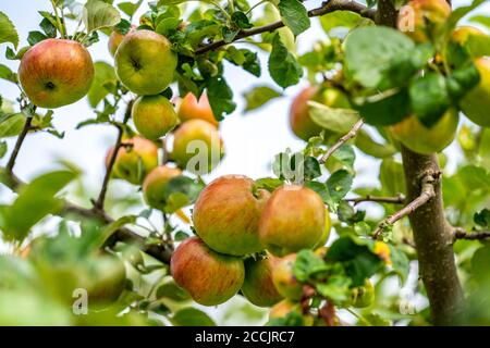 Alte Apfelsorte, roter Eisapfel, Wiesengarten, Tafelapfel, Apfelbaum, Hemer, NRW, Deutschland, Stockfoto
