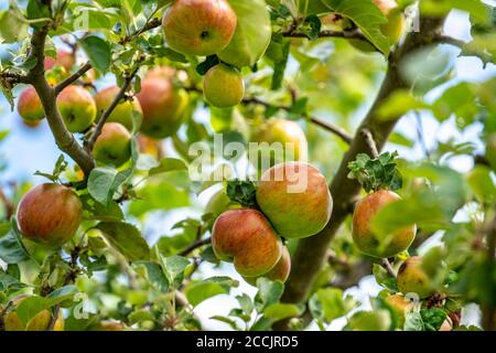 Alte Apfelsorte, roter Eisapfel, Wiesengarten, Tafelapfel, Apfelbaum, Hemer, NRW, Deutschland, Stockfoto