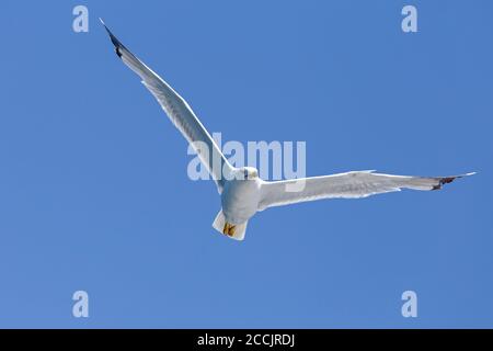Gelbbeinmöwe (Larus michahellis) oberhalb des Lim-Kanals, Istrien, Kroatien Stockfoto