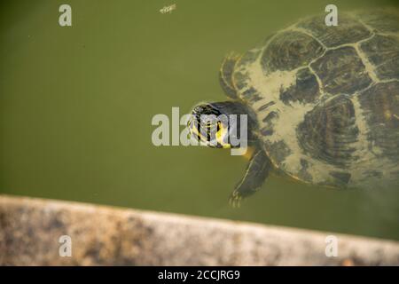 Gelbkopfschildkröte im Teich mit grünem Wasser Stockfoto