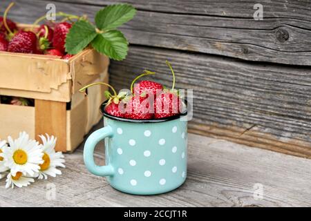 Reife, frische Erdbeeren in einem emaillierten Becher auf rustikalem, hölzernen Hintergrund. Stockfoto
