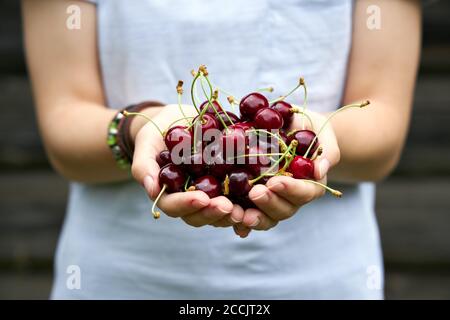 Das Mädchen hält reife Kirschen in ihren Handflächen. Nahaufnahme. Stockfoto