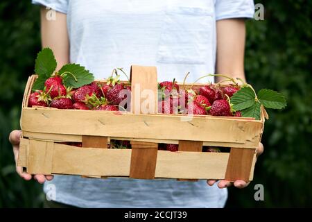 Das Mädchen hält in ihren Händen einen Korb mit reifen Erdbeeren. Erntezeit. Stockfoto