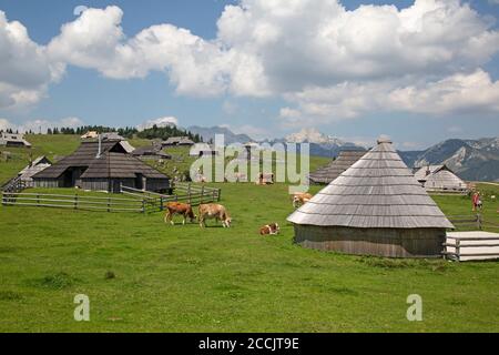 Kühe grasen in der Nähe von traditionellen Hirtenhütten in der Bergsiedlung Dorf Velika Planina in Slowenien. Stockfoto