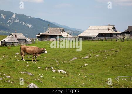 Eine Kuh, die in der Nähe von traditionellen Hirtenhütten in dem Bergdorf Velika Planina in Slowenien grast. Stockfoto