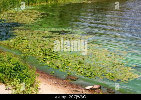 Wassergelbe Lilien haben die Küstengewässer des Flusses besetzt. Grünalgen Karpfen die Oberfläche des blühenden Wasserflusses entlang des Ufers. Stockfoto