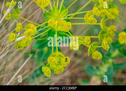 Nahaufnahme blühende Euphorbia cyparissia - die Zypresse mit kleiner schwarzer Ameise auf einer Blume. Sommer Natur Stockfoto