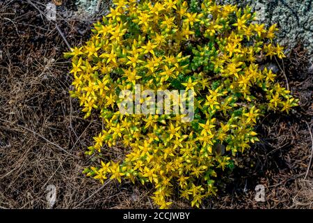 Blühender Sedum Acre, bekannt als die beißende Steinpfeife – kleine gelbe Blüten, die auf der Klippe wachsen Stockfoto