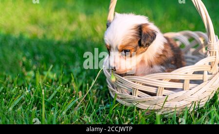Kleine niedliche Welpen sitzen im Korb im Gras und Auf der Suche nach Pflanzen Stockfoto