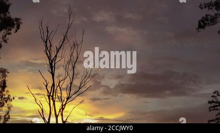 Sonnenuntergangsszene hinter der Silhouette eines Baumes Stockfoto