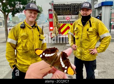 Boulder Creek, Kalifornien, USA. August 2020. CZU Lightning Complex Feuer: Boulder Creek Gebiet, in der Nähe von Santa Cruz. Ein Schmetterling kämpfte im dichten Rauch. Quelle: Amy Katz/ZUMA Wire/Alamy Live News Stockfoto