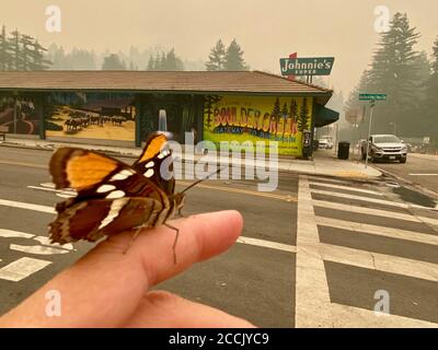 Boulder Creek, Kalifornien, USA. August 2020. CZU Lightning Complex Feuer: Boulder Creek Gebiet, in der Nähe von Santa Cruz. Ein Schmetterling kämpfte im dichten Rauch. Quelle: Amy Katz/ZUMA Wire/Alamy Live News Stockfoto