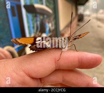 Boulder Creek, Kalifornien, USA. August 2020. CZU Lightning Complex Feuer: Boulder Creek Gebiet, in der Nähe von Santa Cruz. Ein Schmetterling kämpfte im dichten Rauch. Quelle: Amy Katz/ZUMA Wire/Alamy Live News Stockfoto