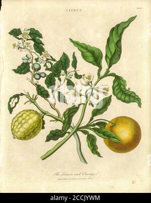 Botanische Illustration von Zitrone und Orange Zitrusfrucht handkolorierte Kupferstich aus der Encyclopaedia Londinensis oder, Universal Wörterbuch der Künste, Wissenschaften und Literatur; Band IV; herausgegeben von Wilkes, John. Veröffentlicht 1810 in London Stockfoto