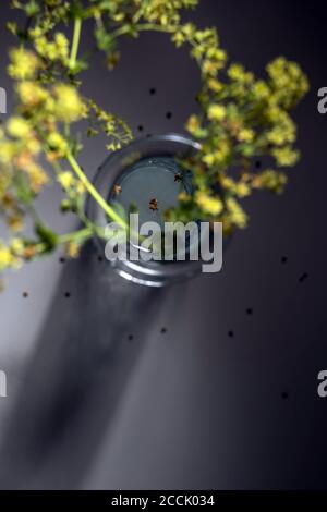 Verschwommene gelbe Blüten aus Frauenmantel (Alchemilla) in einer Glasvase auf dunkelgrauem Hintergrund, ungewöhnliche abstrakte Perspektive und Fokus auf den Stern-sh Stockfoto