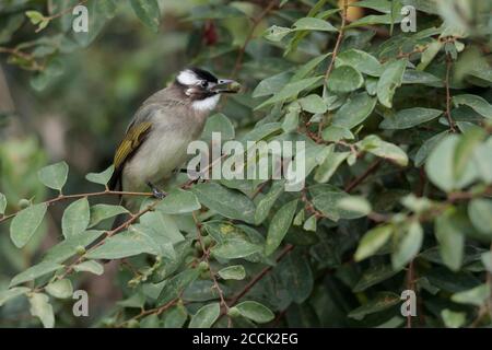 Chinesischer Bulbul (Pycnonotus sinensis), Erwachsene essen Obst, Flugplatz Straße, New Territories, Hongkong, China 12. Dezember 2018 Stockfoto