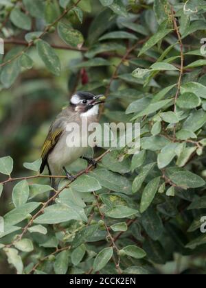 Chinesischer Bulbul (Pycnonotus sinensis), Erwachsene essen Obst, Flugplatz Straße, New Territories, Hongkong, China 12. Dezember 2018 Stockfoto