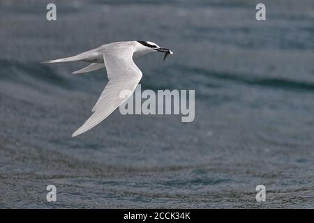 Schwarznapfseeschwalbe (Sterna sumatrana), Erwachsener im Flug mit Fisch, Tolo Harbour, Hongkong, China 16. Juli 2018 Stockfoto