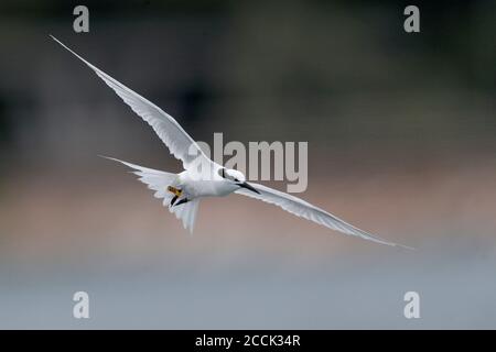 Schwarznapfseeschwalbe (Sterna sumatrana), Erwachsener auf dem Flug, Tolo Harbour, Hongkong, China, 15. August 2018 Stockfoto