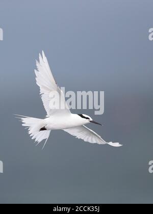 Schwarznapfseeschwalbe (Sterna sumatrana), Erwachsener auf dem Flug, Tolo Harbour, Hongkong, China, 15. August 2018 Stockfoto