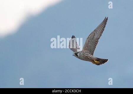 Wanderfalke (Falco peregrinus), im Flug von vorne, Mai Po Marshes Nature Reserve, Hongkong 1. November 2018 Stockfoto