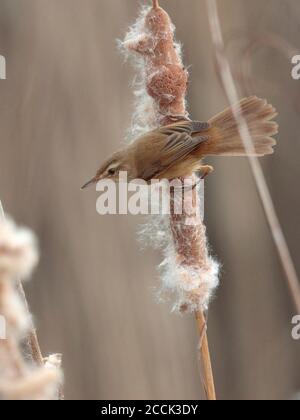 Manchurian Reed Warbler (Acrocephalus tangorum), Mai Po Access Road, Deep Bay, Hongkong 9. Oktober 2018 Stockfoto