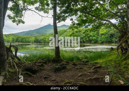 Blick auf Berge und Seen im Shiretoko Five Lakes National Park 知床五湖 in Hokkaido, Japan. Aufnahme im Sommer. Stockfoto