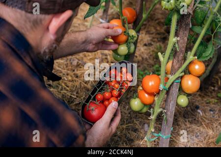 Landwirt Ernte Tomaten Stockfoto