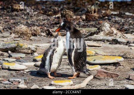 Mutter und Baby Gentoo Pinguin (Pygoscelis papua) berühren mit Schnäbeln Stockfoto