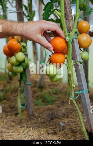 Landwirt überprüft Tomaten auf einer Pflanze Stockfoto