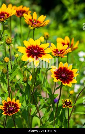 Gelbe Wildblumen blühen im Frühling Stockfoto