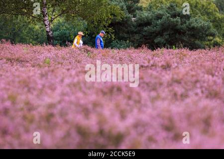 Hohe Mark, Münsterland, Deutschland. August 2020. Spaziergänger genießen die farbenfrohe Darstellung. Die violette erica-Heide (calluna vulgaris) blüht in der Westruper Heide, einem Teil des Naturschutzgebietes hohe Mark im Münsterland. Jedes Jahr gegen Ende August zieht die farbenfrohe Blüte viele Besucher an, die frei über die sandigen Wege gehen können, die durch die blühenden erica-Pflanzen und Wacholdersträucher schneiden. Kredit: Imageplotter/Alamy Live Nachrichten Stockfoto